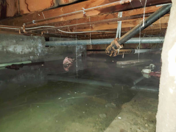 Best Local water damage restoration  in Ridgebury, CT